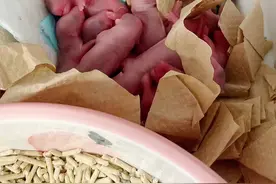 小宝宝们出生的第二天！10只小花生米哦！你们都猜对了吗？#仓鼠 #花枝鼠