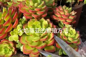 火焰蒂亚的繁殖方法，一款非常适合新手养的肉肉#多肉植物视频封面