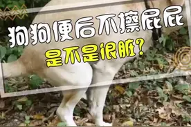 狗狗便便后都不擦屁屁，是不是很脏？#海草计划 #科学养宠攻略视频封面