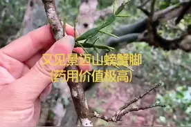 你了解过景迈山螃蟹脚的功效吗？评论区留言#茶生活 #景迈山 @抖音短视频视频封面