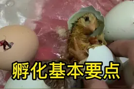 《用泡沫箱自制水床孵化器》孵化基本要点分享，水床孵化器只要注意温度控制，和每天的翻蛋，基本上都能孵化成功，很容易上手，春天是孵化的季节，大家赶紧试试吧。#芦丁鸡孵化 #水床孵化技术 @抖音短视频视频封面