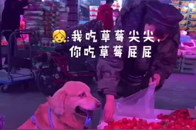 这就是养狗千日，用狗一时，一身肥膘总算派上用场了视频封面