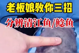 老板娘教你三招，分辨清江鱼和鲶鱼。@DOU+小助手视频封面