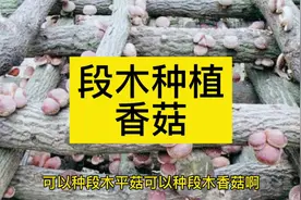#新农人计划2021 #抖音年度新农人 期待已久的段木种植平菇香菇视频封面