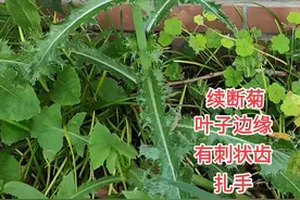 续断菊：菊科植物。又称大叶苣荬菜