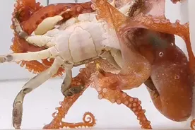 章鱼捕食螃蟹，我敢保证后半段你绝对没见过#frank的私人水族馆 #科普 #神奇动物在抖音 #章鱼视频封面