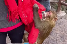景区猴子将游客兜里牛奶咬碎开喝#猴子🐒 #喝牛奶视频封面