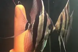 埃及神仙胆子小？神仙鱼怎么养？埃及神仙鱼繁殖、大连观赏鱼#养鱼养心视频封面