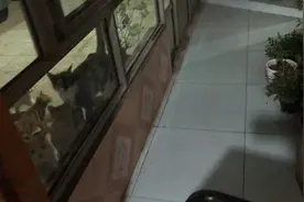 你们被猫咪凌晨堵过门吗#关爱流浪动物 #猫咪#猫视频封面