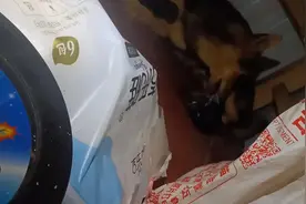 第一次见狗狗生仔。母亲吃胎盘。