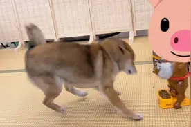 家里来了一只恶犬，狗子们会有什么反应呢？#柴犬 #五一