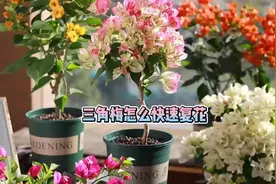 三角梅花谢以后，这样做复花快，开完一波结一波#三角梅视频封面