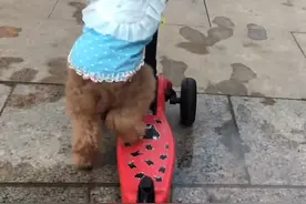 杰瑞宝宝想找位好人家领养！因本人现在工作压力，没时间去照顾杰瑞宝宝！#抖音 @抖音短视频 @DOU+小助手