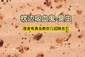 床上有臭虫教你几招去除它#灭臭虫 #臭虫要视频封面