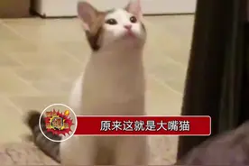 原来这就是表情包的起源，你用过这只大嘴猫的表情包吗？视频封面