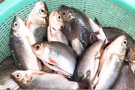 阳干小鲫鱼制作方法，美味总是如此简单。