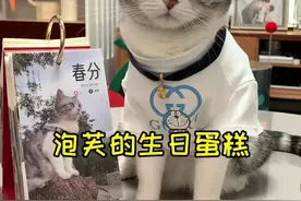 明天就是芙芙的三岁生日了 为她做了一个彩虹猫爪蛋糕 小猫咪能吃的蛋糕哦#宠物蛋糕#宠物生日视频封面