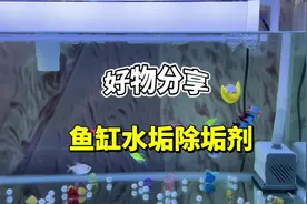 好物分享养龟养鱼居家必备水垢除垢剂#萌猫萌狗狂欢季视频封面