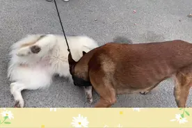 帮狗儿挑选一个好的狗朋友，是我们做铲屎官的重责！#马犬大炮