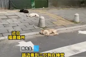 男子打扰狗狗睡觉，第二次见就被认了出来视频封面