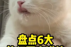 盘点6大国产猫粮，良心国货当自强！#猫粮 #萌宠好物 #猫#萌宠 #抖音动物图鉴视频封面