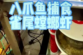八爪鱼捕食织毛衣？#小七歌 天敌见面分外眼红。视频封面