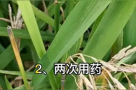 穗颈稻瘟病危害大，关键在于防。如何防？何时用药？用什么药？#夏老师教你种水稻 #农村生活农村事 #稻瘟病