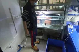 两条黑鱼放入鱼缸配对，谈恋爱，看它们相处得怎么样？视频封面