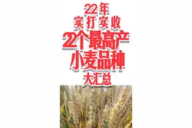 #心系三农服务三农 #三农种植 #粮食 #种植 #小麦 #农业 #抖音助农扶农 #一分耕耘一分收获 #服务三农支持三农 #科学种植 #收小麦 ，小麦价格，小麦品种，高产小麦品种。视频封面