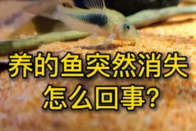 鱼缸里的鱼突然消失怎么回事？也许是太调皮了#养鱼小知识 #养鱼 #小马玩水族 #鼠鱼 视频封面