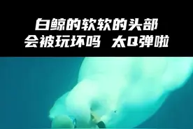 白鲸的头居然是软软的？海底定位全靠这个软软的头部