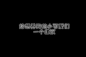 养只哈士奇吧！真的超酷！#傻狗的日常 #西伯利亚雪橇犬 #抖音动物图鉴