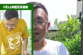后续来了！真是大无语，无核杨梅长成了这个样子……#果树苗 #花卉绿植 视频封面