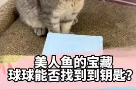 寻找美人鱼宝盒的钥匙，这回球球可多了个竞争对手！#ebo一宝机器人#猫咪大脸照
