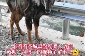 神兽“四不像”——中华鬣[liè]羚，瘦了，老了，眼睛都睁不开了，遇到请不要惊扰它🙏🏻#茶茶野保法宣