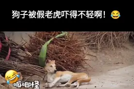 #抖音助手上热门 狗子被假老虎吓得嗷嗷叫😂😂😂#看一遍笑一遍 #专治不开心 视频封面