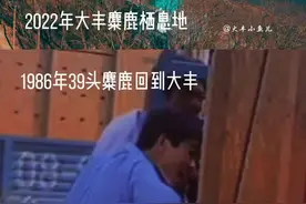 1986年39头麋鹿回到中国江苏大丰，如今大丰麋鹿总数已达6119头，其中野生麋鹿种群达到2658头，成为世界上面积最大、数量最多、基因库最丰富、保护成效最突出的麋鹿自然保护区#大丰视频封面