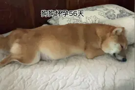 狗狗怀孕56天，可以看到胎动了，一定耐心看完。视频封面