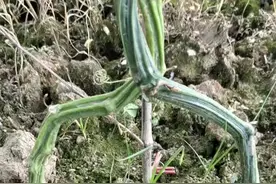 苦瓜嫁接到丝瓜藤上这样长出来的苦瓜产量特别高，我只是分享一下种苦瓜的经验不开播也不卖苦瓜。#菜农#苦瓜 视频封面