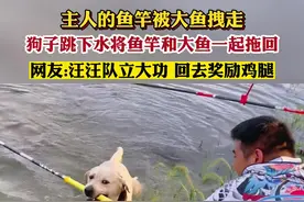 主人的鱼竿被大鱼拽走，狗子跳下水将鱼竿和大鱼一起拖回 #汪汪队立大功 #养狗千日用狗一时 #狗子成精了 @卑微小飞哥视频封面