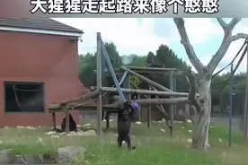 这猩猩走路，怎么那么像我前男友？#麦德氏狗子瞬间 #猩猩视频封面