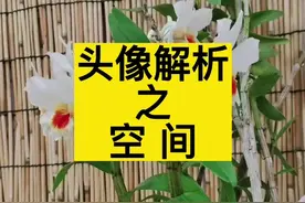 你是否空有一身才华，却无处施展？#创作灵感 #头像分析视频封面