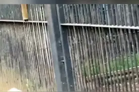 #动物 鬣狗的臼齿咬合力太惊人，啃骨头就像吃辣条视频封面