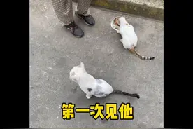 #猫 第一次知道救猫可以被说成偷猫
