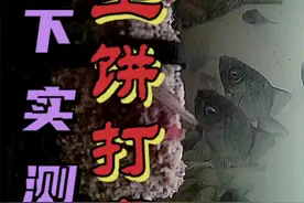 钓友们想看的花生饼打窝诱鱼效果来了！#钓鱼人 #钓鱼 #野钓 视频封面
