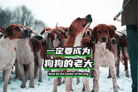 教你如何成为狗狗的老大？你和狗狗的日常关系是怎样的呢？#狗狗