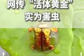 村民称发现网传20万元一只的“活体黄金”，专家：不值这个价，而且不是保护动物而是害虫 #金梳龟甲视频封面