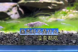 黑壳虾给鱼缸除藻很好用，但是可怜的黑壳虾也不是什么藻都吃视频封面
