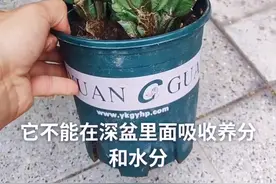 蟹爪兰叶子发焉是什么原因#花卉养护 #养花小知识 #家庭养花 #养花 #养花经验 视频封面