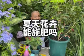 夏季养花能施肥吗？夏季天气热花卉的养护方法，尽快不施复合肥视频封面